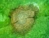 cerkosporioza syngenta