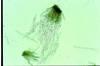 cerkosporioza syngenta