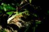 cerkosporioza syngenta