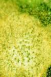 cerkosporioza syngenta