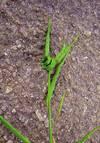 cylindosporioza repky syngenta