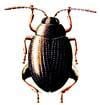 drepcici syngenta