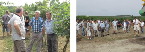 gbelce syngenta