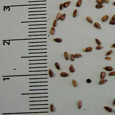hluchavka nachová syngenta