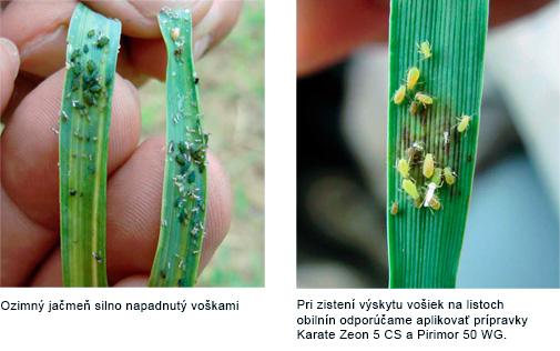 jesenná ochrana syngenta