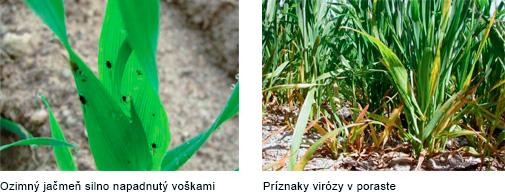 jesena ochrana syngenta