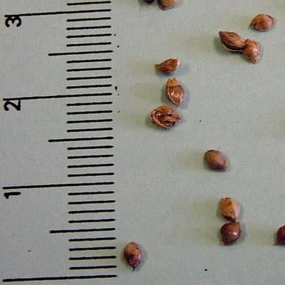 jezatka kurí noha syngenta