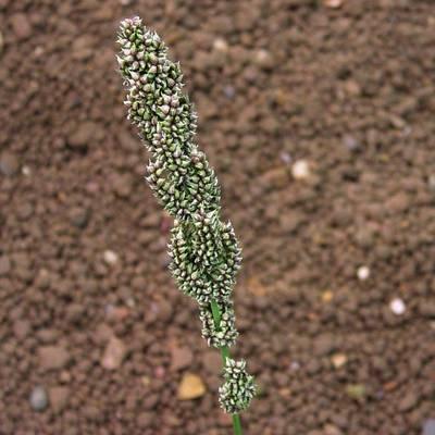 jezatka kurí noha syngenta