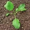 jitrocel vetsi syngenta