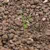 kolenec rolní syngenta