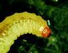 Larva krytonosce řepkového