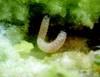 Larva krytonosce řepkového