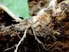 Larva květilky zelné na kořeni řepky