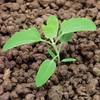 merlik bily Syngenta