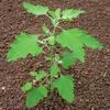 merlik bily Syngenta