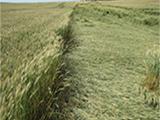 ošetrenie obilnín syngenta