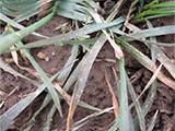 obilininy syngenta