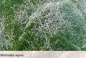 ochrana repky syngenta