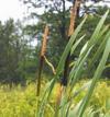 orobinec sirokolisty syngenta