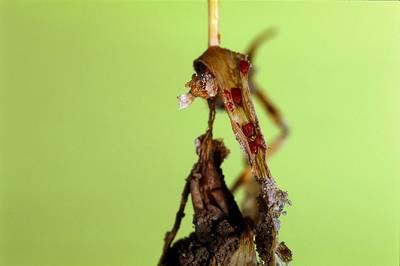 paluskova hniloba syngenta