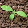 pchac rolní syngenta
