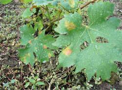 perenespora syngenta