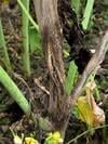 plisen seda repka syngenta