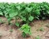 plisen slunecnicova Syngenta