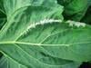 plisen slunecnicova Syngenta