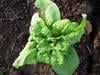 plisen slunecnicova Syngenta