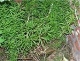burina syngenta