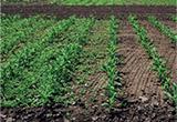 kukurica syngenta