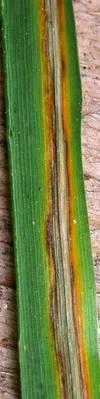 pruhovitost jecmene syngenta