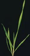 psarka syngenta