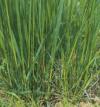 psarka lucni syngenta