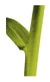 psarka lucni syngenta