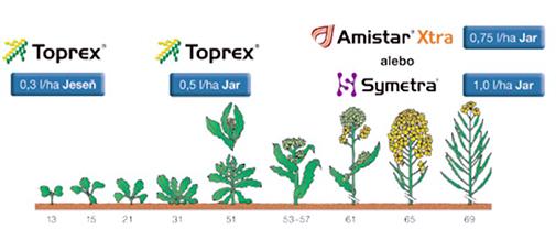 riešte choroby repky komplexne syngenta