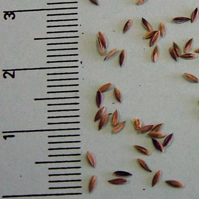 rosicka krvava syngenta