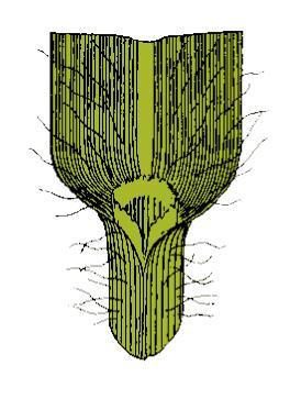 rosicka krvava syngenta