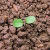 rozrazil brectanolisty syngenta
