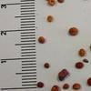 rozrazil brectanolisty syngenta