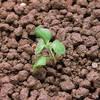 rozrazil brectanolisty syngenta
