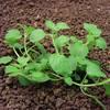 rozrazil brectanolisty syngenta