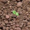 rozrazil persky Syngenta