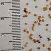 rozrazil persky Syngenta