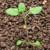 rozrazil persky Syngenta