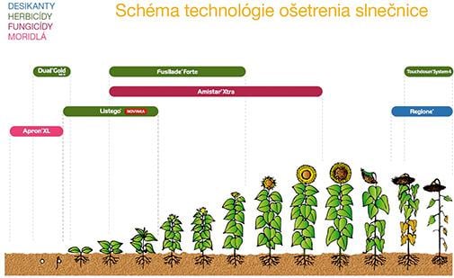 schema slunecnice syngenta