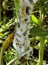 Mimořádně silné příznaky sklerotiniové hniloby – mycelium se sklerocii