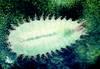 Štítonoš - larva