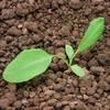 Stovik kaderavy Syngenta